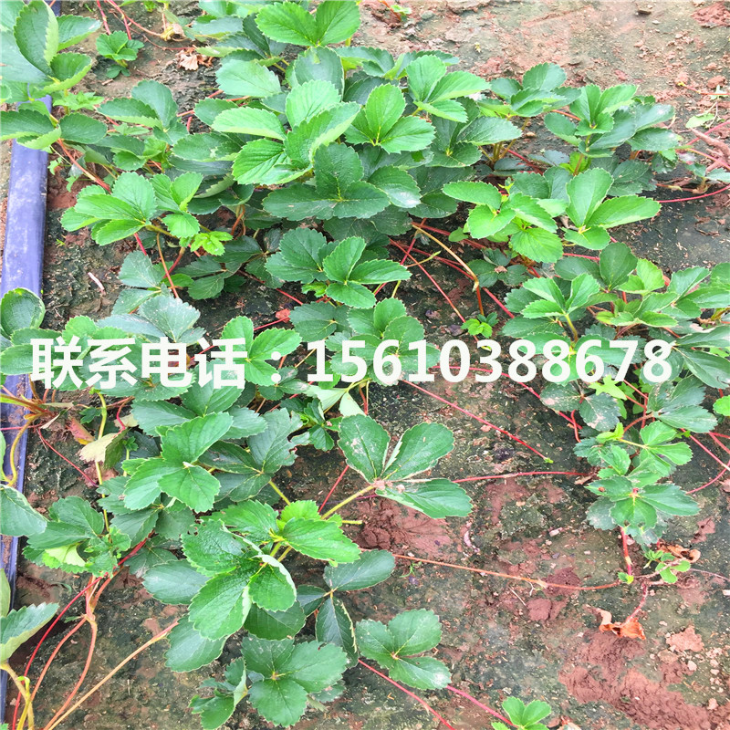 新品種牛奶草莓苗出售價格
