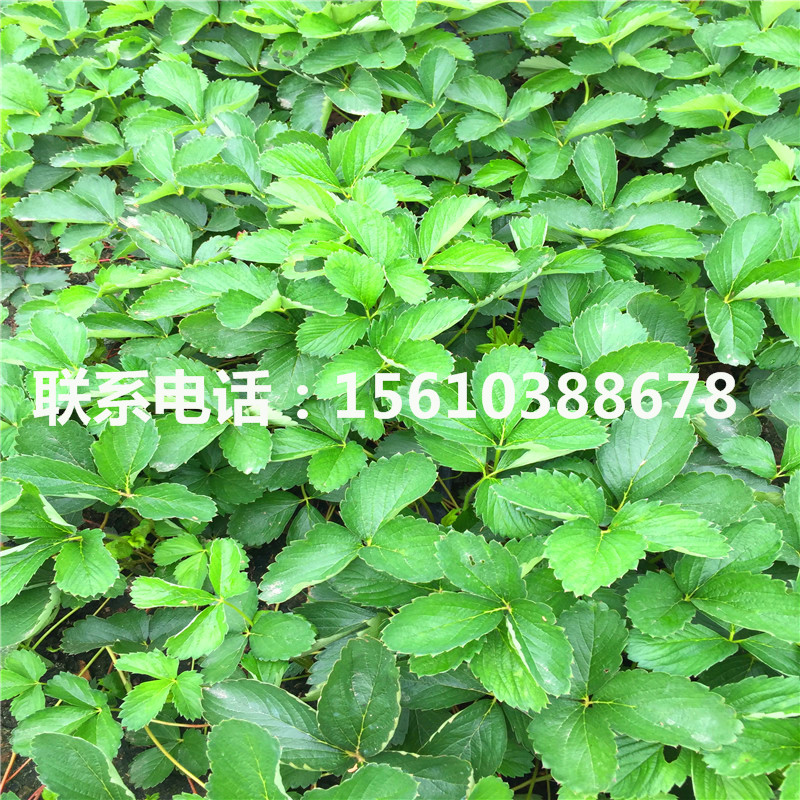 供應(yīng)桃熏草莓苗、桃熏草莓苗基地