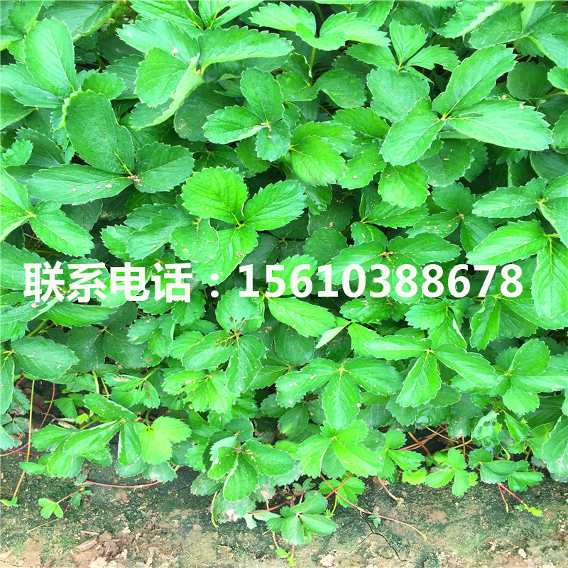 2019年愛莎草莓苗出售多少錢