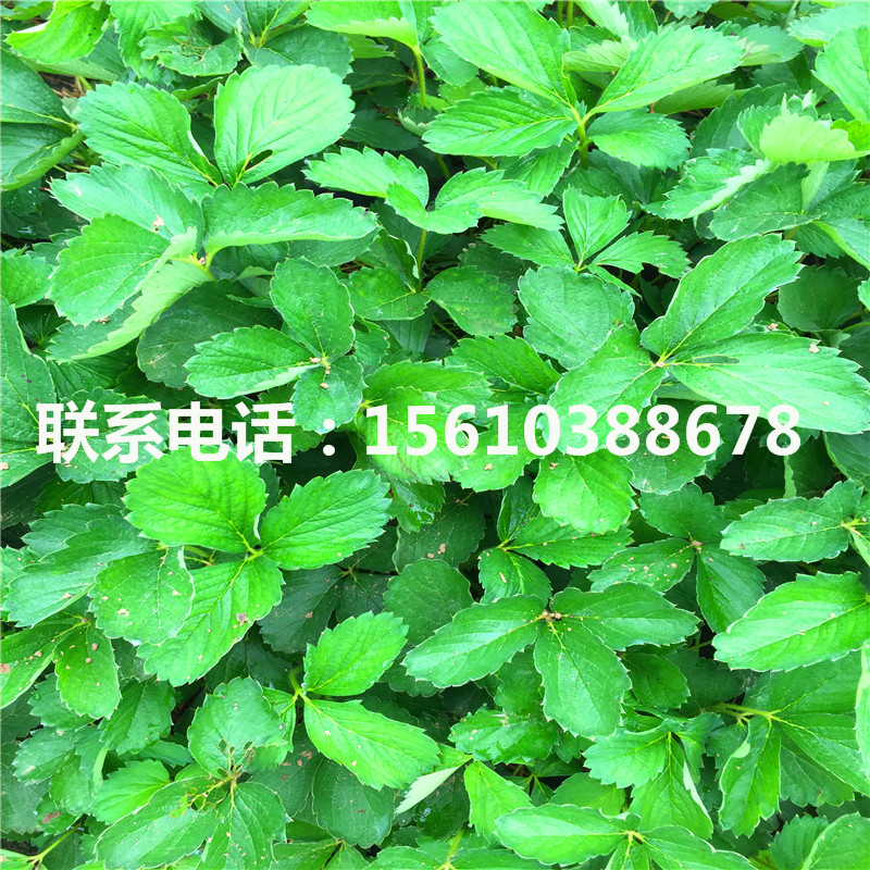 今年醉俠草莓苗包郵價(jià)格
