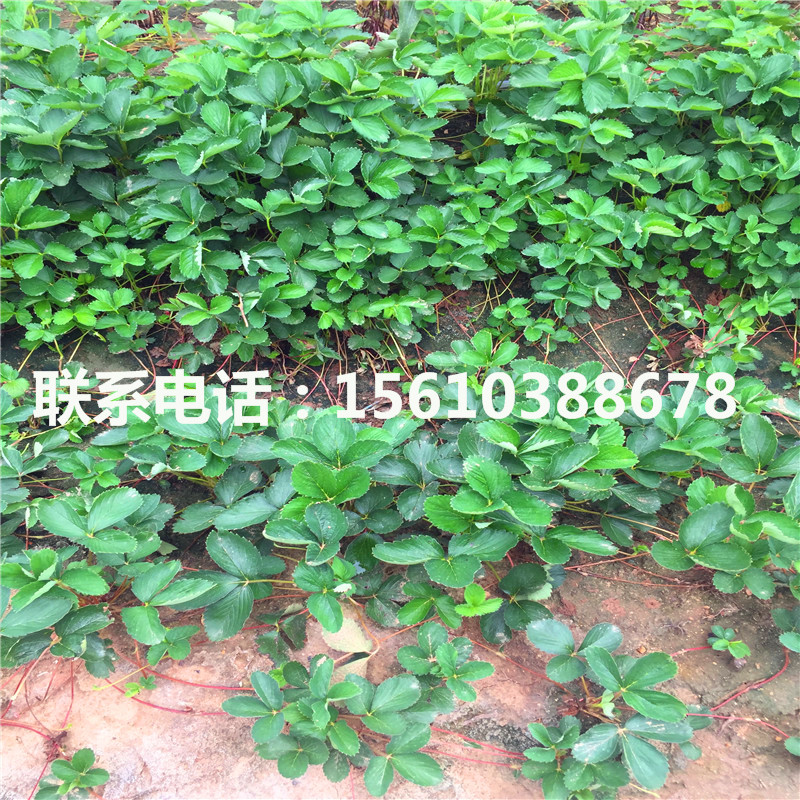 2019年愛莎草莓苗出售多少錢