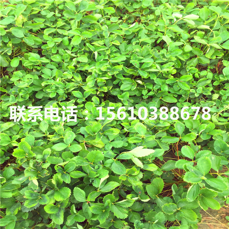 哪里銷售四季草莓苗、四季草莓苗出售多少錢