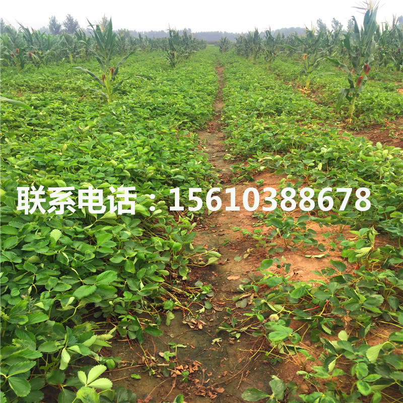 哪里供應莓寶草莓苗、莓寶草莓苗行情
