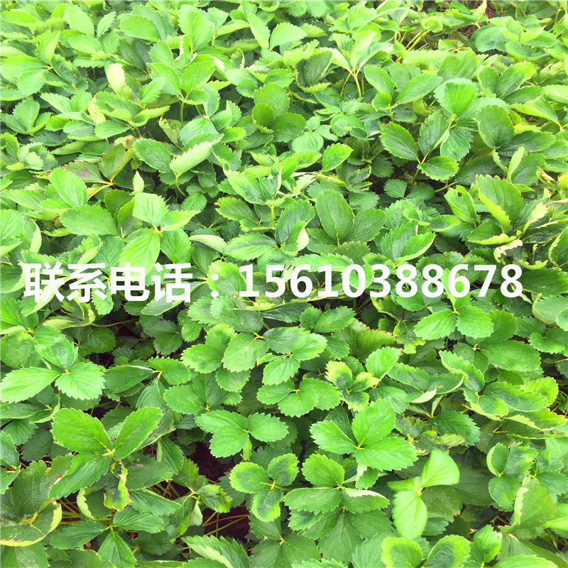 脫毒莓寶草莓苗多少錢一棵