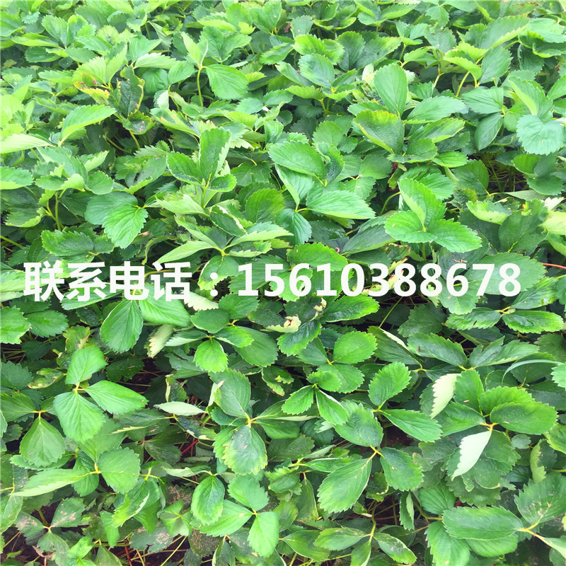 哪里有出售草莓種苗、草莓種苗零售價格