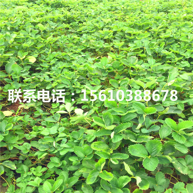 山東一號草莓苗哪里價格便宜