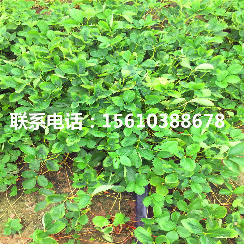 脫毒魯旺草莓苗什么價格