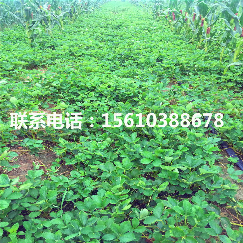 新品種羅卡娜草莓苗價(jià)格及報(bào)價(jià)