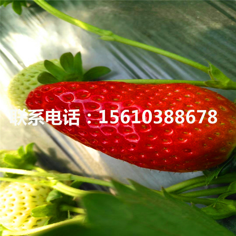 新品種牛奶草莓苗、牛奶草莓苗報(bào)價(jià)