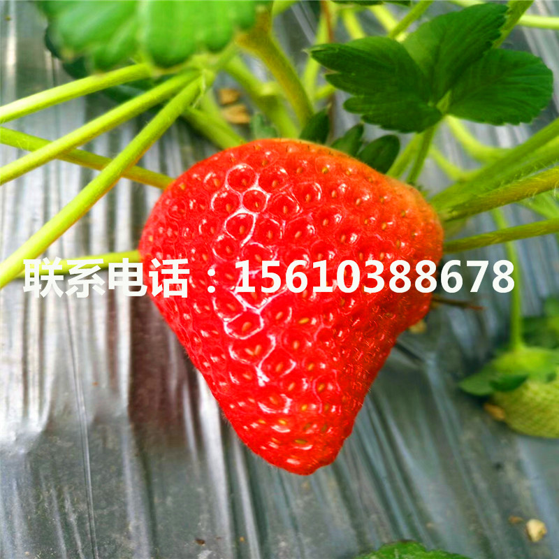 卡麥羅莎草莓苗種植技術