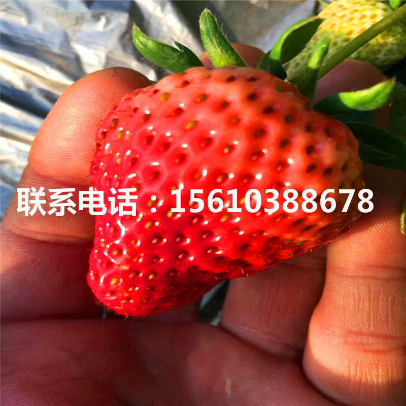 山東貴美人草莓苗哪里批發(fā)