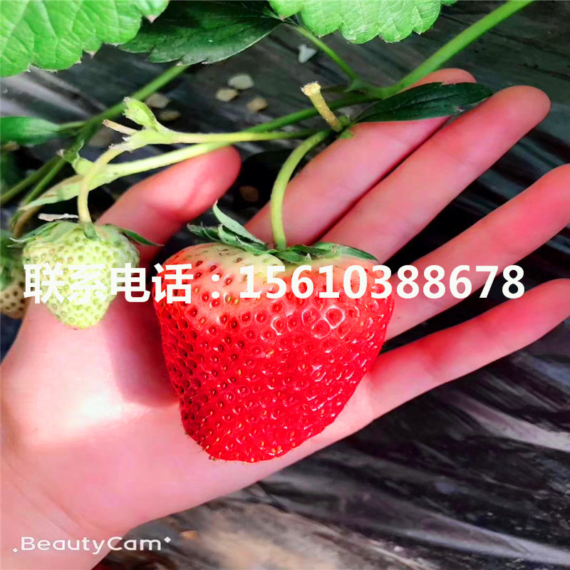 出售草莓秧苗、草莓秧苗零售價(jià)格