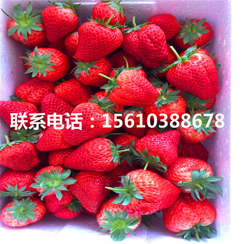 今年京桃香草莓苗出售價格