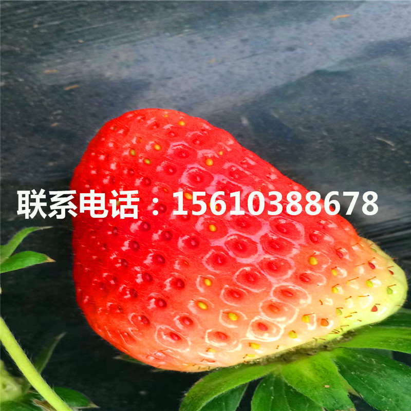 新品種達賽草莓苗價格多少