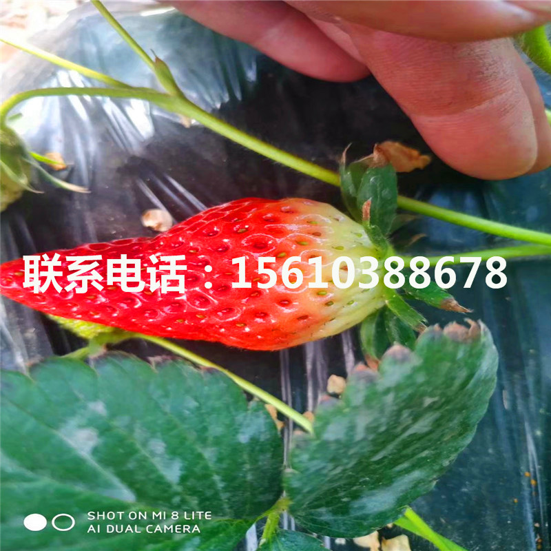 哪里有賣(mài)溫塔那草莓苗、溫塔那草莓苗基地