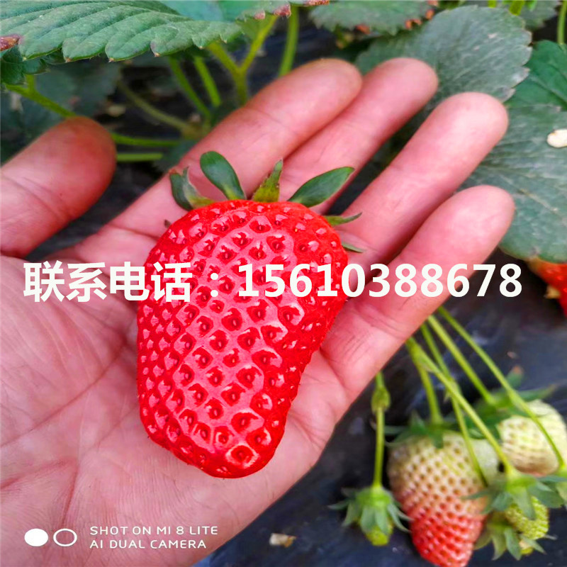哪里有賣(mài)溫塔那草莓苗、溫塔那草莓苗基地
