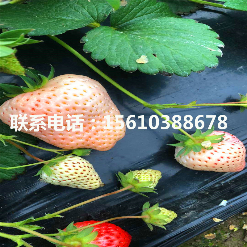 脫毒麥特萊草莓苗多少錢一棵