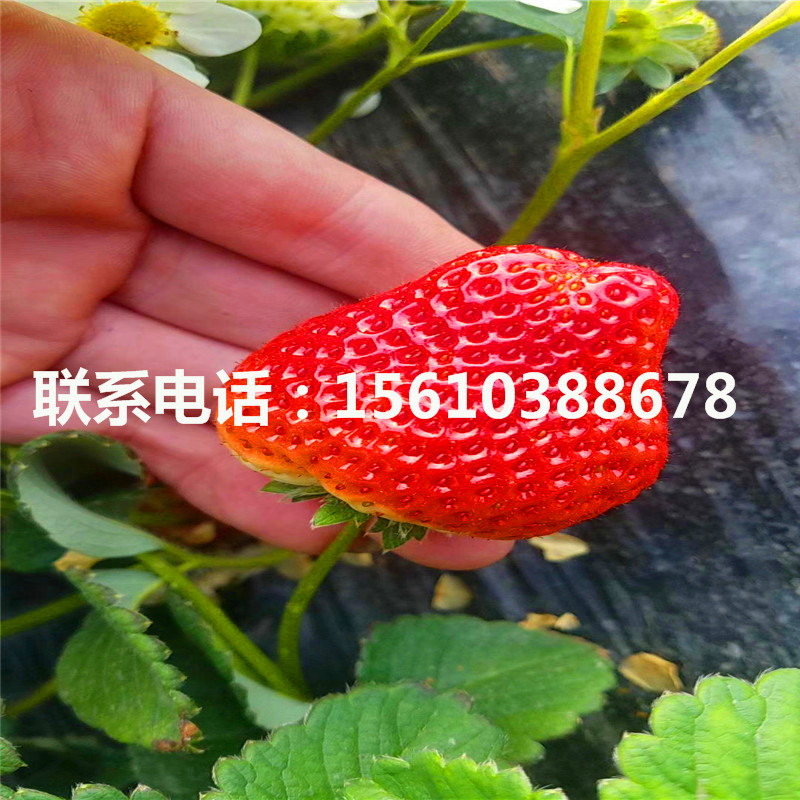 今年德馬草莓苗批發(fā)價格是多少