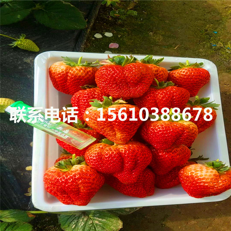 巧克力草莓苗批發(fā)多少錢
