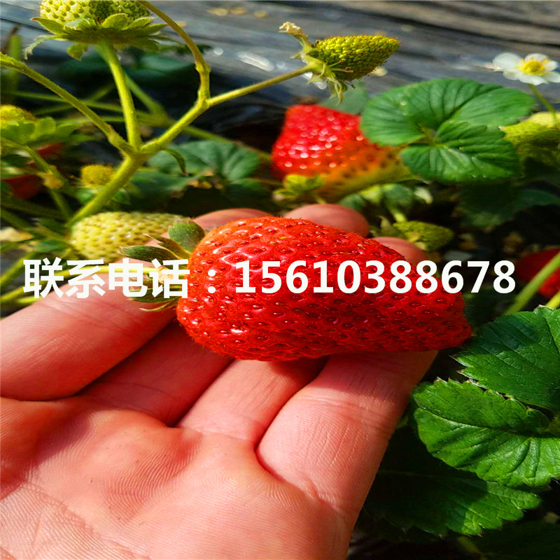 供應(yīng)燕香草莓苗、燕香草莓苗產(chǎn)量多少