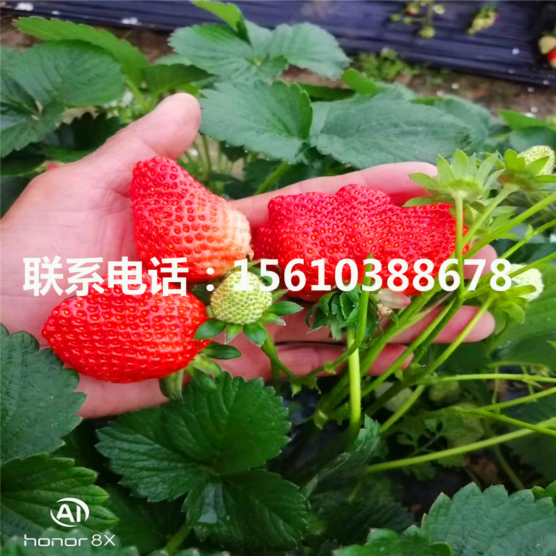 銷(xiāo)售一號(hào)草莓苗、一號(hào)草莓苗銷(xiāo)售基地
