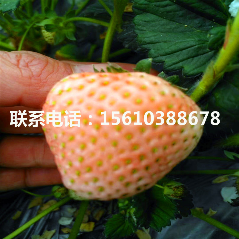 卡麥羅莎草莓苗種植技術
