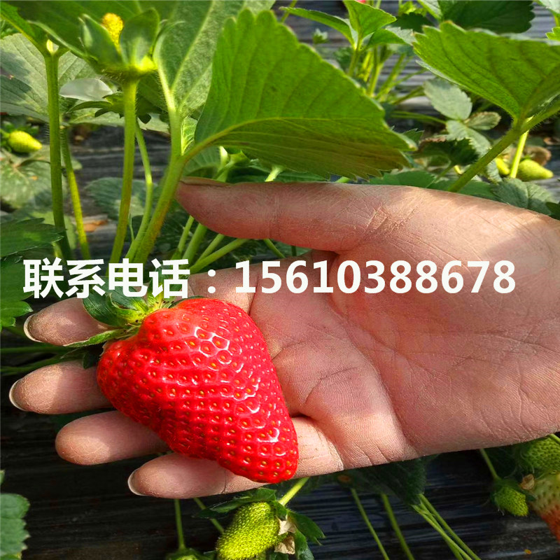 哪里賣妙香3號(hào)草莓苗、妙香3號(hào)草莓苗包郵價(jià)格