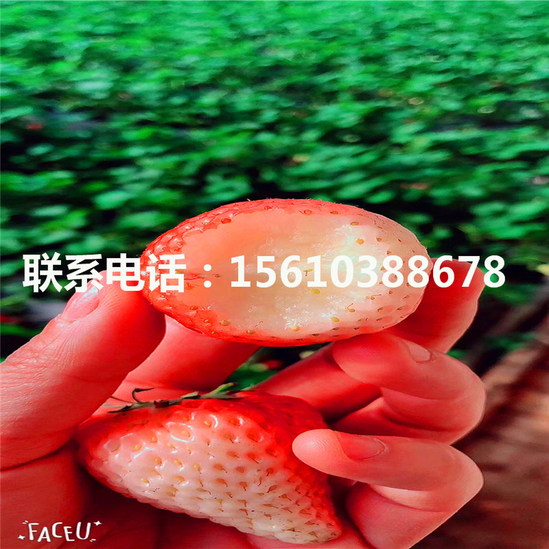 供應(yīng)美德萊特草莓苗、美德萊特草莓苗批發(fā)價(jià)格
