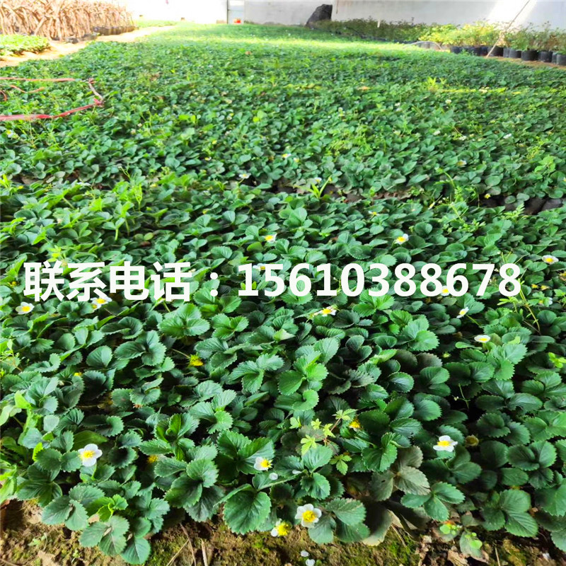 哪里供應(yīng)四季草莓苗、四季草莓苗基地