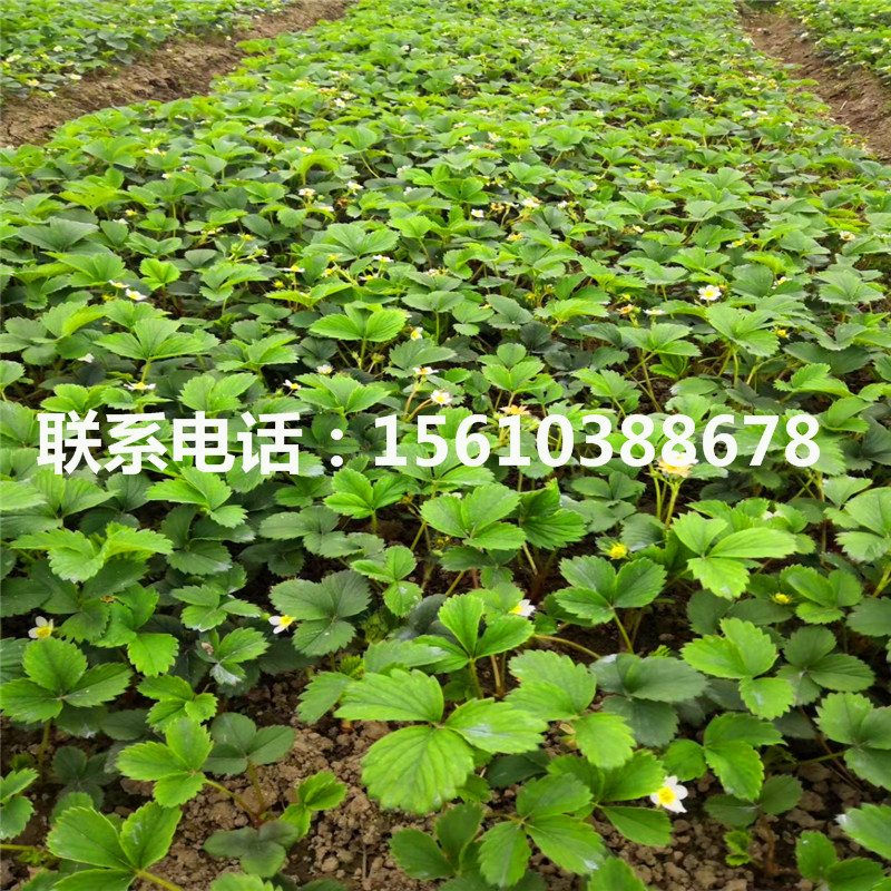 新品種紅袖添香草莓苗、紅袖添香草莓苗價格及報價