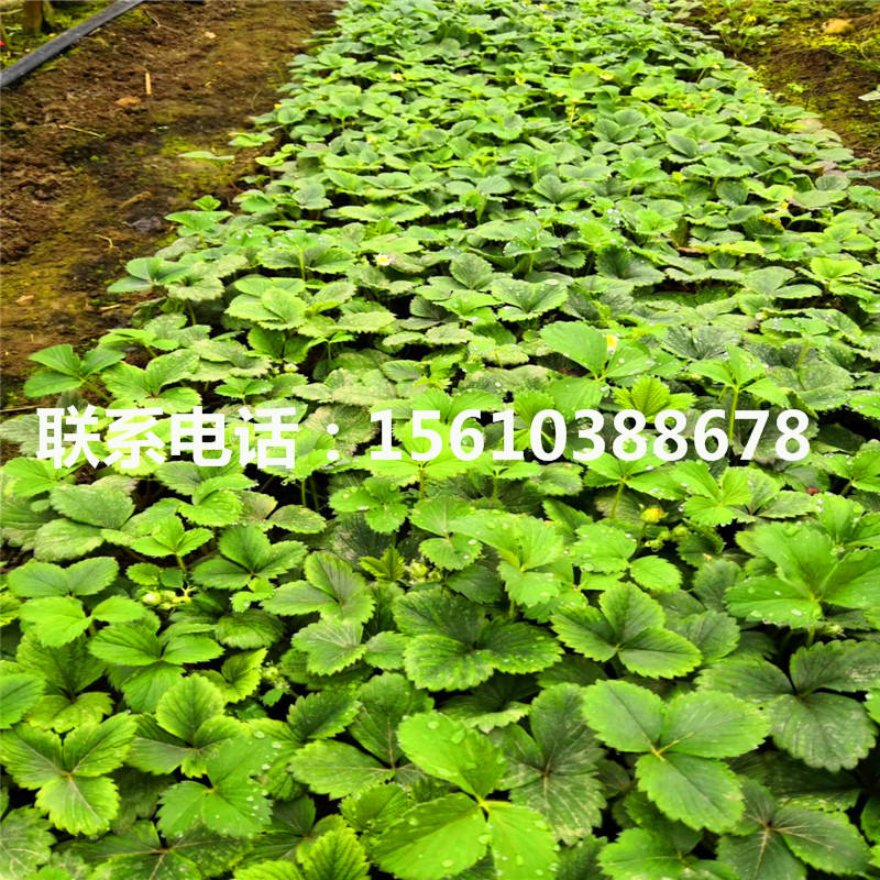 哪里銷售白草莓苗、白草莓苗價格多少