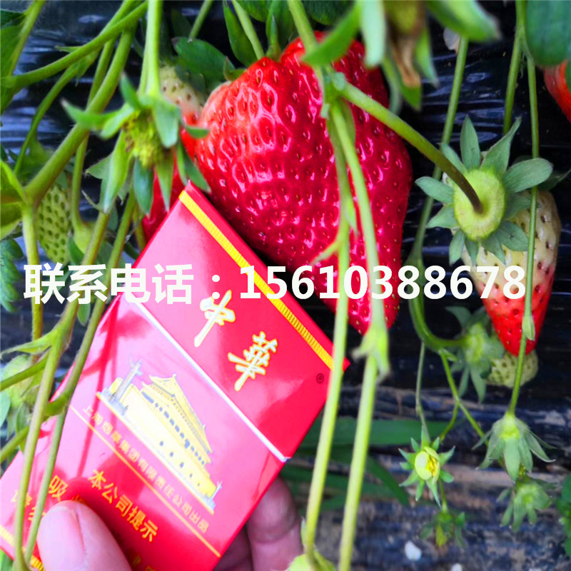 2019年醉俠草莓苗銷售價格