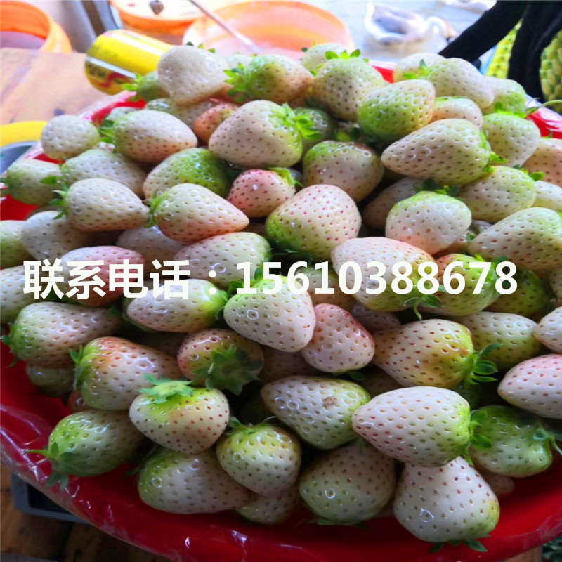脫毒麥特萊草莓苗多少錢一棵
