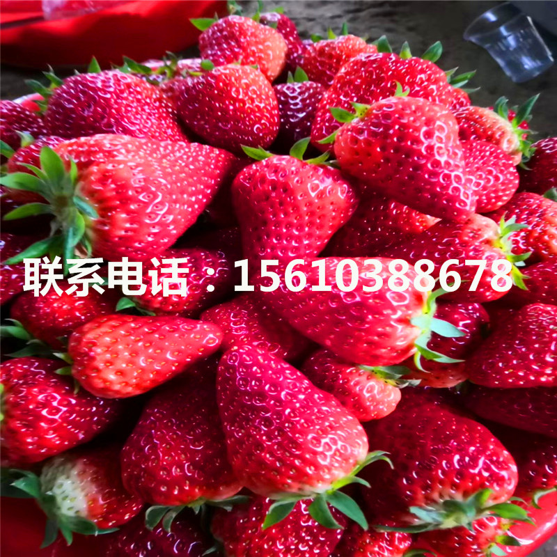 新品種妙香3號(hào)草莓苗、妙香3號(hào)草莓苗圖片
