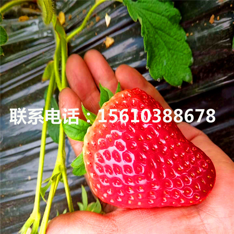 新品种贵美人草莓苗一棵多少钱