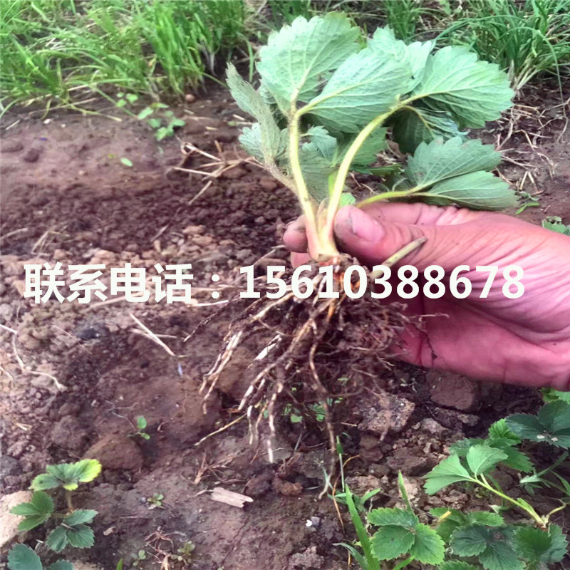 新品種羅卡娜草莓苗價(jià)格及報(bào)價(jià)