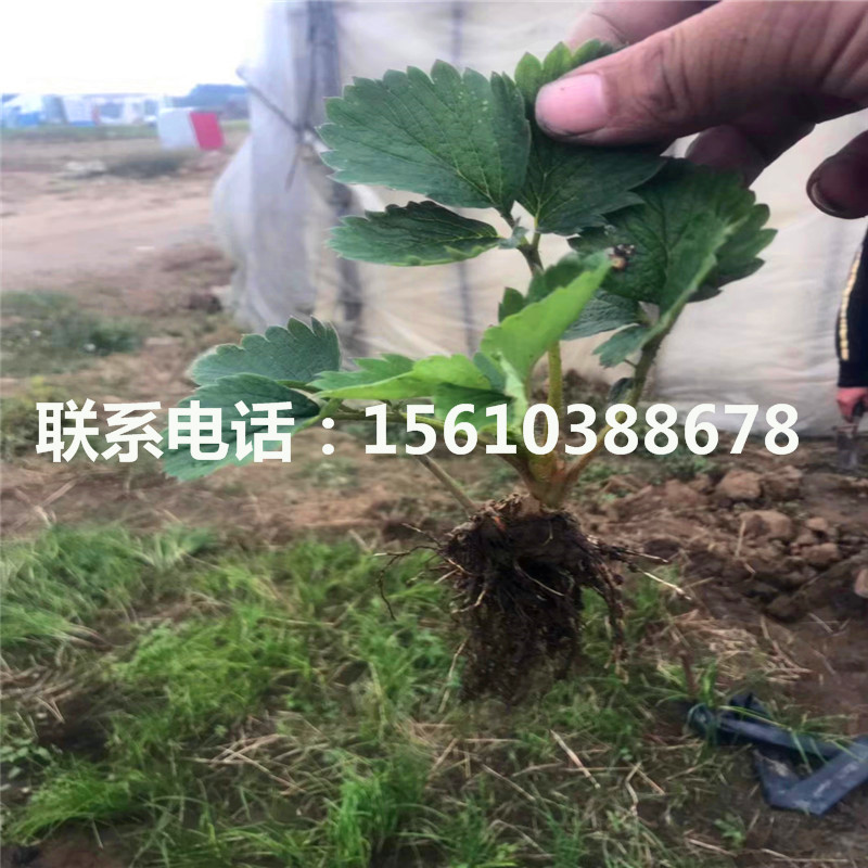 奶油草莓苗出售价格