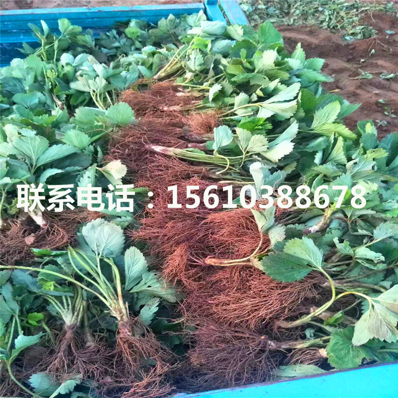 哪里有出售吐德拉草莓苗、吐德拉草莓苗圖片