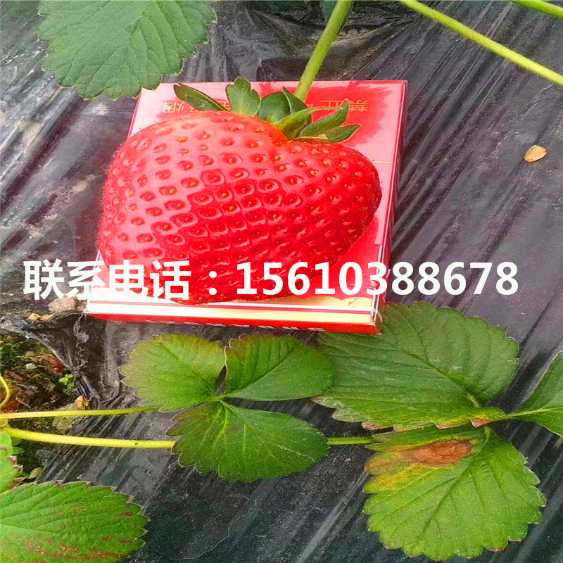新品種野香草莓苗出售價(jià)格是多少
