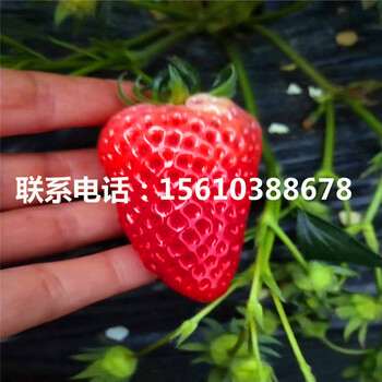 脫毒桃熏草莓苗、桃熏草莓苗供應(yīng)商