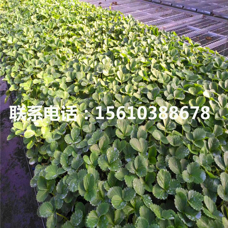 2019年瑪雅草莓苗出售單價(jià)