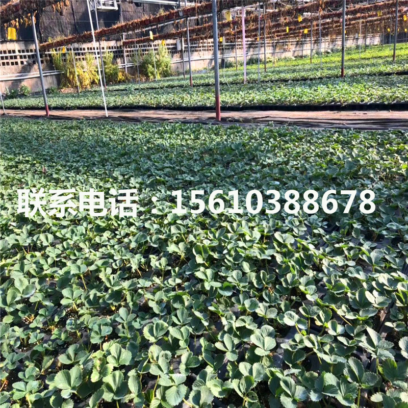 哪里出售紅花草莓苗、紅花草莓苗價錢低