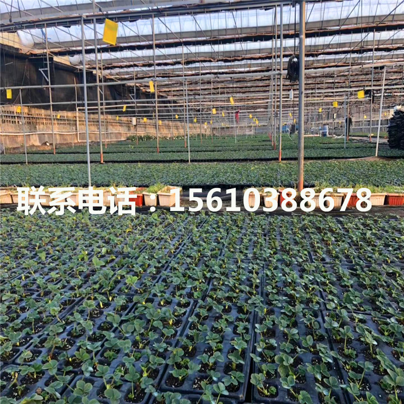 新品種野香草莓苗出售價(jià)格是多少