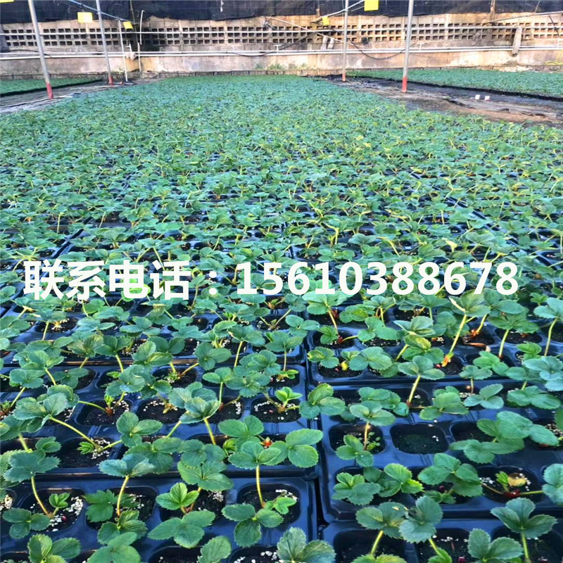 貴美人草莓苗每日?qǐng)?bào)價(jià)
