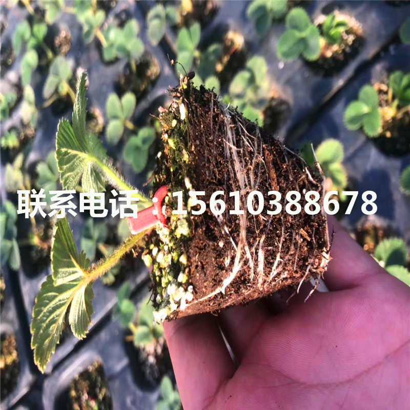 山東桃熏草莓苗批發(fā)價格