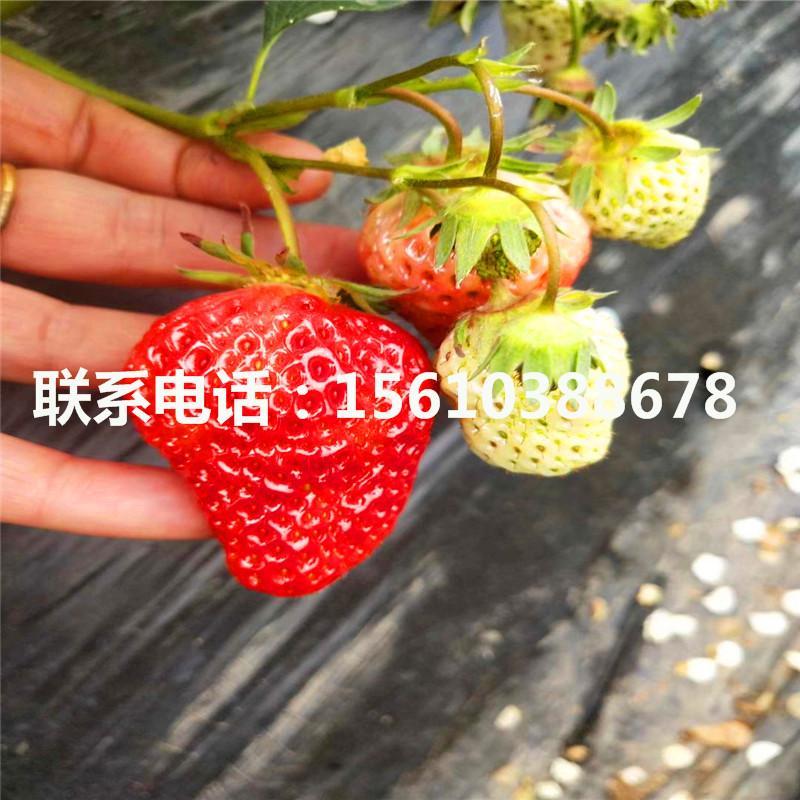 新品種一號草莓苗什么價(jià)格