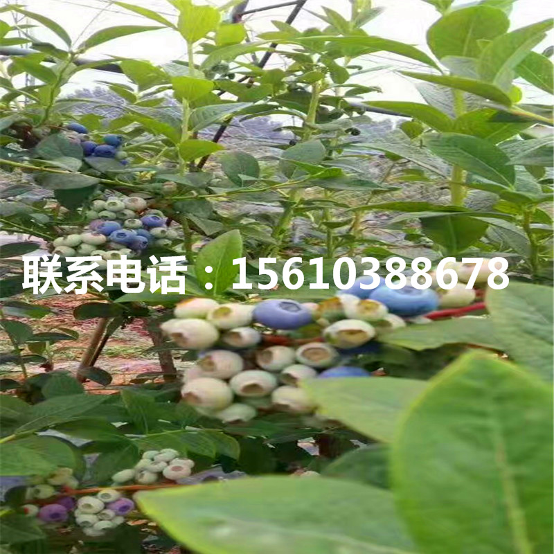 紫果無花果苗產(chǎn)地在哪里、紫果無花果苗一畝地栽多少棵