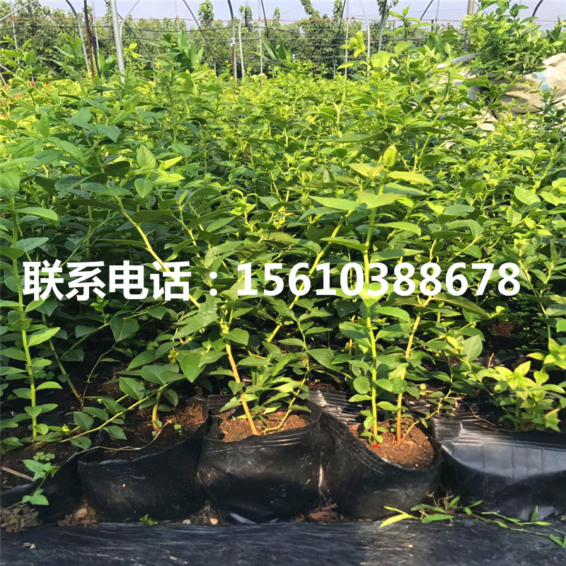 紫果無花果苗產(chǎn)地在哪里、紫果無花果苗一畝地栽多少棵