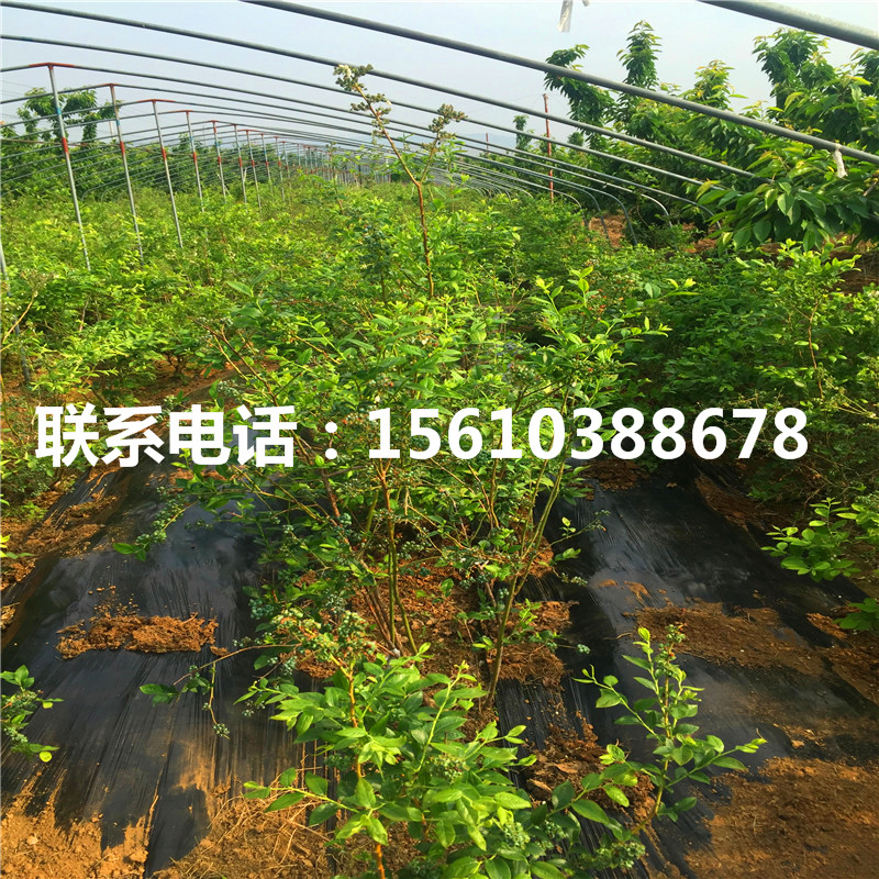 紫果無花果苗產(chǎn)地在哪里、紫果無花果苗一畝地栽多少棵