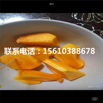 八月紅柿苗銷售基地、八月紅柿苗零售價(jià)格